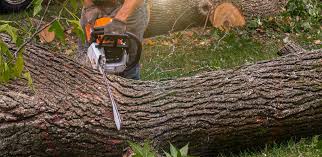 Trusted Riverview Park, PA Tree Removal Experts