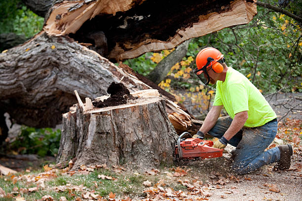 Best Tree Mulching  in Riverview Rk, PA