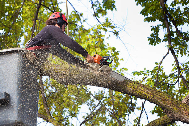 How Our Tree Care Process Works  in  Riverview Park, PA